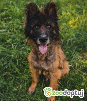 Do adopcji Zgierz