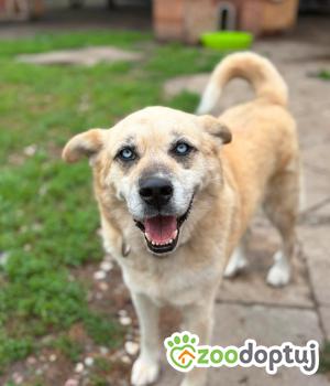 Do adopcji Warszawa