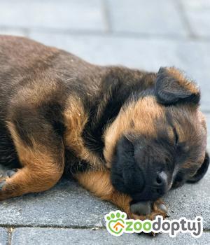 Do adopcji Kłobuck