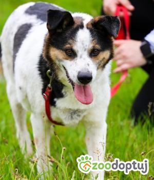 Do adopcji SŁUPSK
