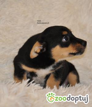 Do adopcji Nowy Dwór Mazowiecki