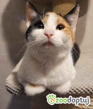 Do adopcji Cieszyn