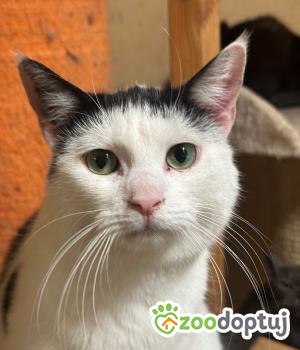 Do adopcji Głogów