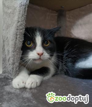 Do adopcji Poznań