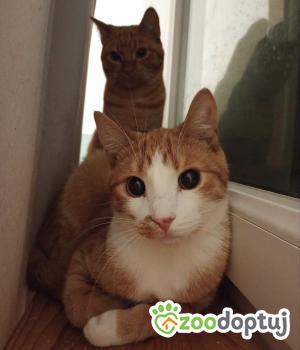 Do adopcji Cieszyn