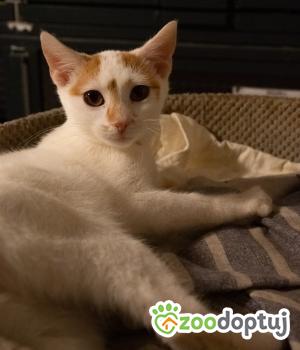 Do adopcji Cieszyn