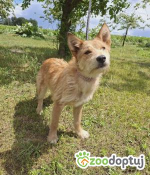 Do adopcji Radziejów
