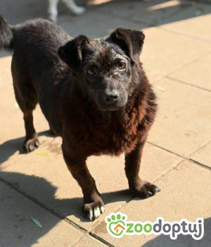 Do adopcji Warszawa