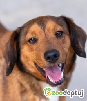 Do adopcji Warszawa