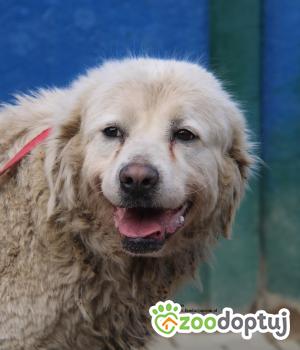 Do adopcji Nowy Dwór Mazowiecki