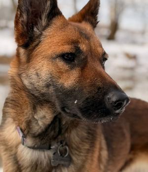 Do adopcji Białobrzegi