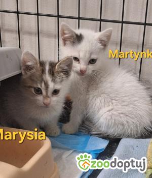 Do adopcji Nowy Tomyśl