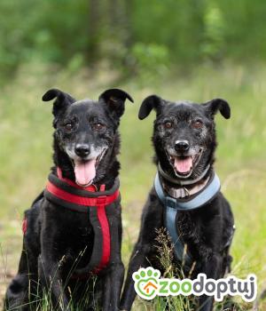 Do adopcji Warszawa