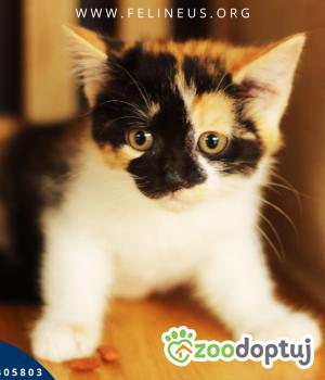 Do adopcji Rzeszów