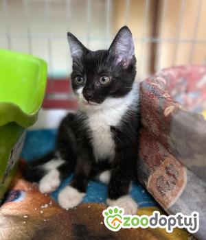 Do adopcji Głowno