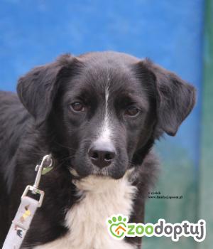 Do adopcji Nowy Dwór Mazowiecki