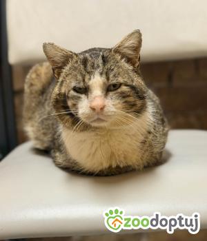 Do adopcji Cieszyn