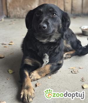 Do adopcji Zgierz