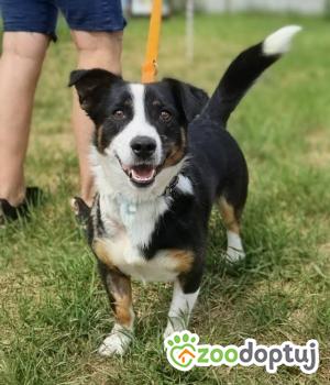 Do adopcji Głogów