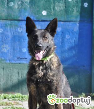 Do adopcji Nowy Dwór Mazowiecki