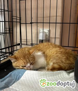 Do adopcji Głowno