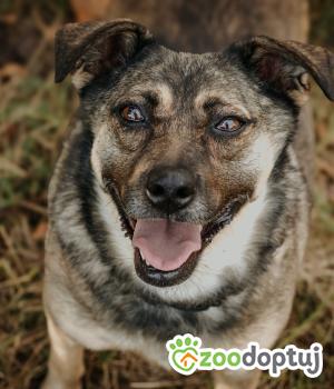Do adopcji Głogów