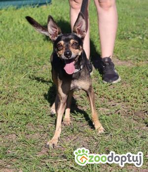 Do adopcji Głogów