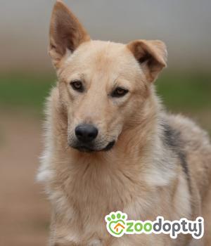 Do adopcji Mińsk Mazowiecki