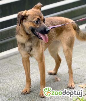 Do adopcji Zgierz