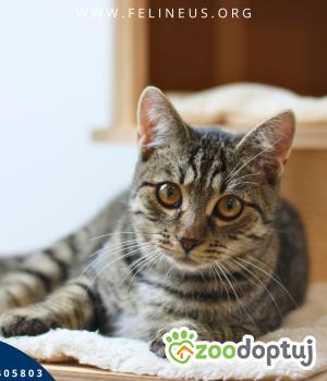 Do adopcji Rzeszów