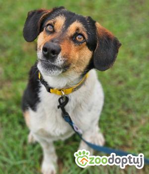 Do adopcji Stalowa Wola