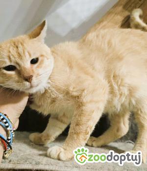 Do adopcji Opole