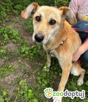 Do adopcji WARSZAWA