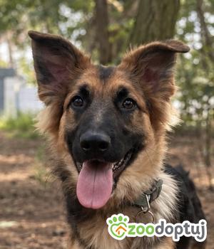 Do adopcji Warszawa