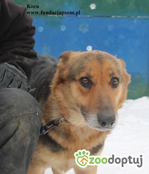 Do adopcji Nowy Dwór Mazowiecki