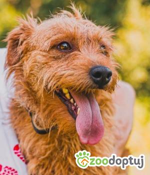 Do adopcji Zgierz