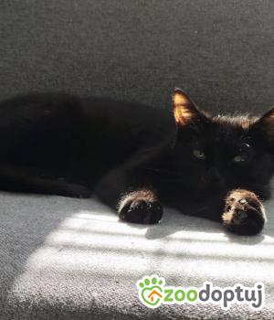 Do adopcji Poznań