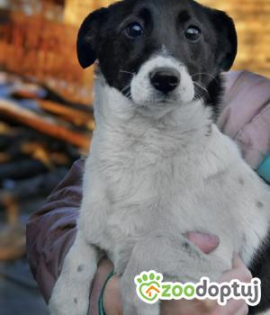 Do adopcji Dąbrowa Tarnowska