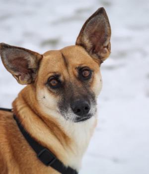 Do adopcji Gdańsk
