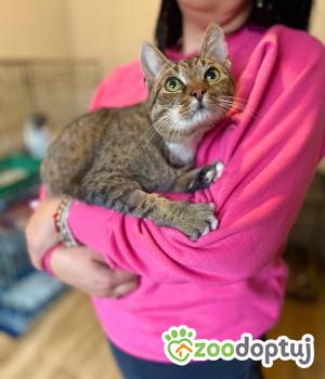 Do adopcji Łódź