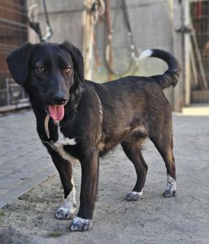 Do adopcji Zgierz