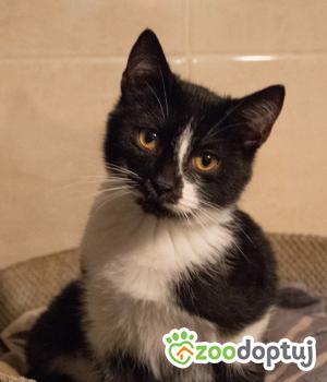 Do adopcji Cieszyn