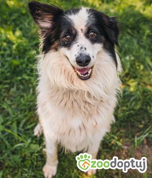 Do adopcji Zgierz