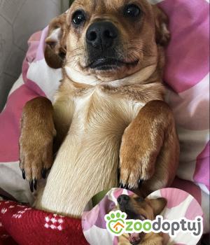 Do adopcji Szczecin
