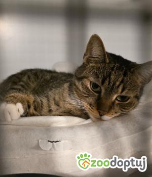 Do adopcji Cieszyn