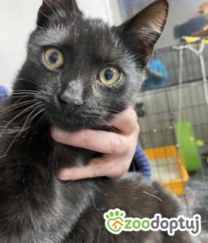 Do adopcji Zgierz