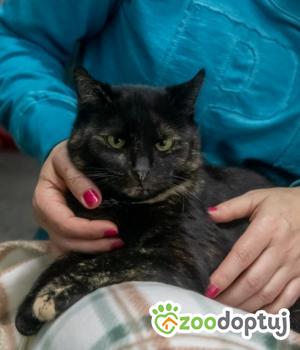 Do adopcji Poznań