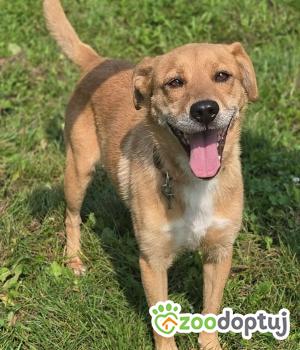 Do adopcji Zgierz