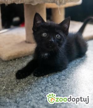 Do adopcji Poznań