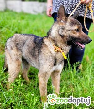 Do adopcji Łódź
